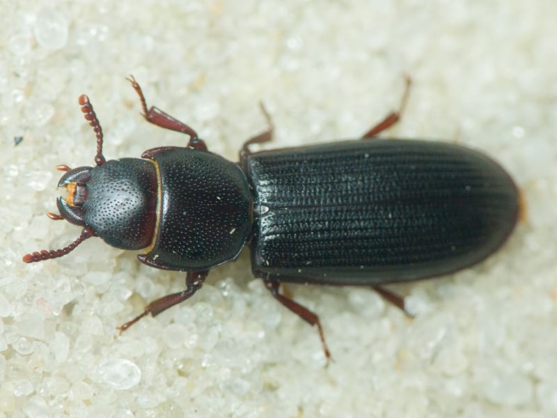 Tenebroides fuscus (Goeze, 1777)